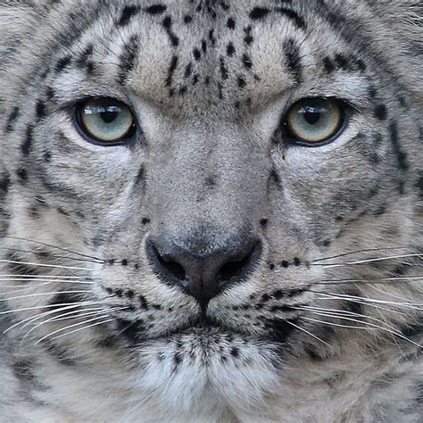 The Beauty Of Wildlife Snow Leopard Big Cats Rare Albino Animals