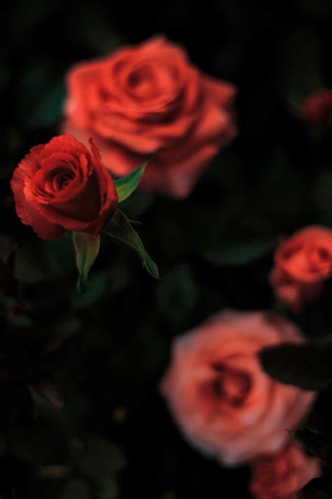 Black Widow Aesthetic Red Rose Aesthetic Roses Rose