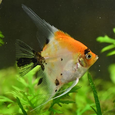 Low blood counts and greater danger of infections. Red Devil Angelfish Medium - $25.00
