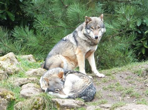 Wolves Picture Of Paradise Wildlife Park Broxbourne Tripadvisor
