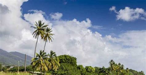 nevis museum hot springs and botanical gardens tour getyourguide