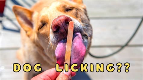 What You Didnt Know About Dog Licking My Dog Licks Me Youtube
