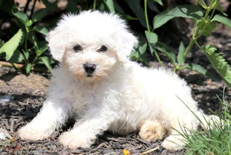 47 How Much For Bichon Frise Puppy Picture Bleumoonproductions