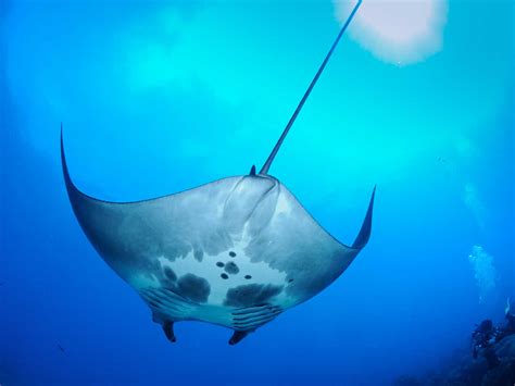 Nursery For Giant Manta Rays Discovered In Gulf Of Mexico Npr