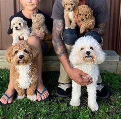 Calling All Animal Lovers San Diego Craigslist S Treasure Trove Of Pets Awaits