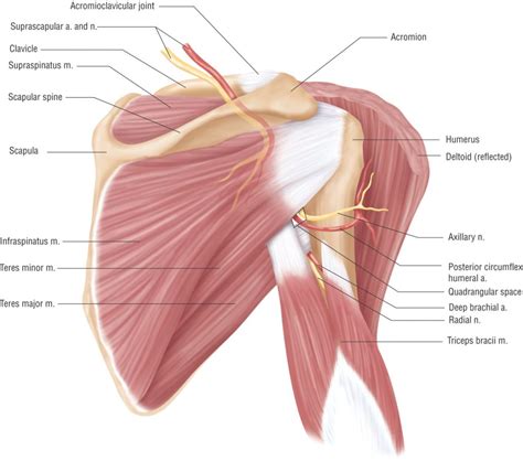 Anatomy Lesson Shoulder Musculature Beautiful To The Core