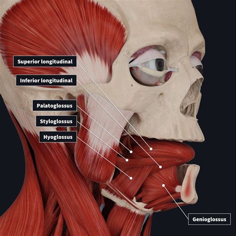 Tongue Muscles Anatomy