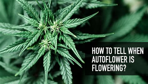How To Tell When Autoflower Is Flowering Week By Week Grow Fast Buds