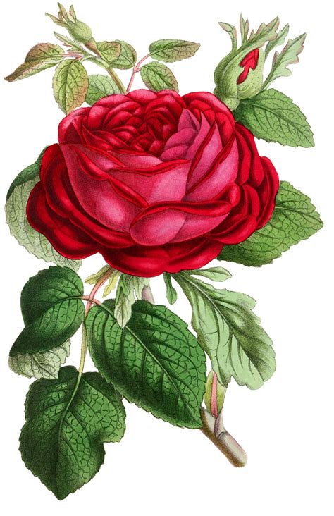Download Rose Flower Blossoms Royalty Free Stock Illustration Image