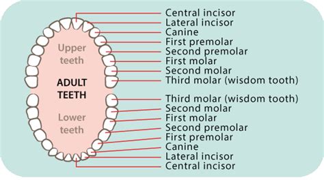 Turned out my wisdom teeth were badly impacted.( i was told in my early 20s i should have them pulled, and was now 28 so go figure.) Dental care: children's teeth 5-8 years | Raising Children ...