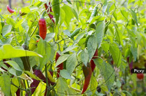 image of beautiful chili peppers on the bushes red chili peppers on the farm hot red peppers