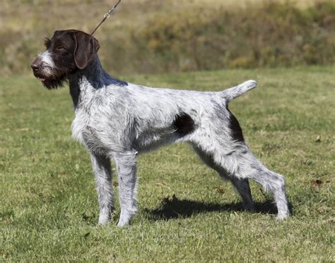 German Wirehaired Pointer All Big Dog Breeds