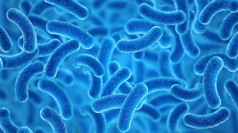 Lattobacilli Scheda Batteriologica Ed Approfondimenti