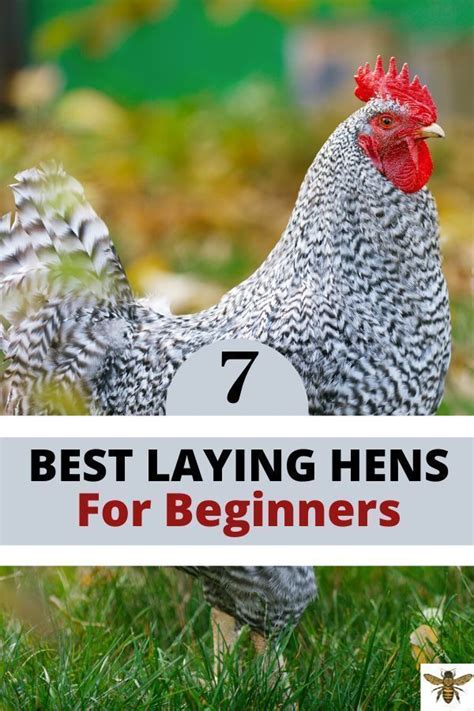 Their instincts tell them that this is the best time to raise their young. 7 Best Laying Chickens for Beginners - Gently Sustainable ...
