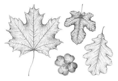 How To Draw A Leaf Step By Step