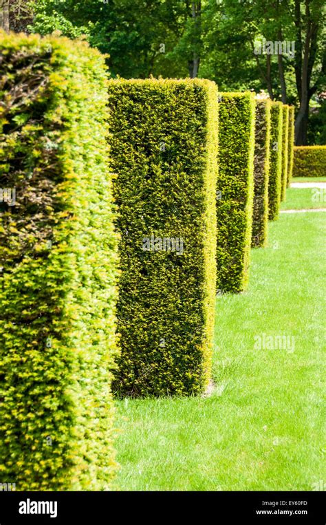 Cypress Topiaries Hi Res Stock Photography And Images Alamy