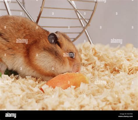 Syrian Hamster Cheek Hi Res Stock Photography And Images Alamy