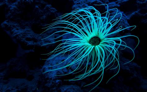 Sea Life Full Hd Wallpaper And Background Image 2560x1600 Id327316