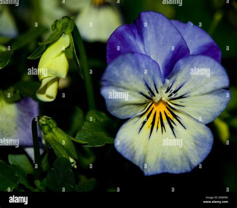 Blue Violas Flower Stock Photo Alamy