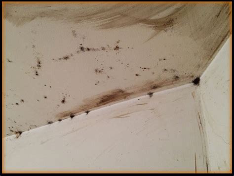 Pictures Of Bed Bugs On The Ceiling Bed Bugs Pics