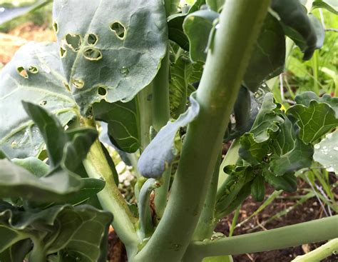 Kale And Broccoli Same Plant