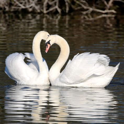 More Mute Swans
