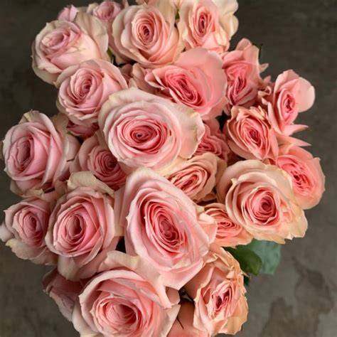 Star Blush Spray Roses Florabundance Wholesale Flowers