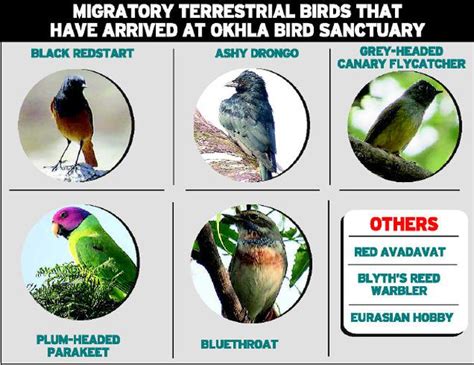 Migratory Animals List With Names And Pictures Picturemeta