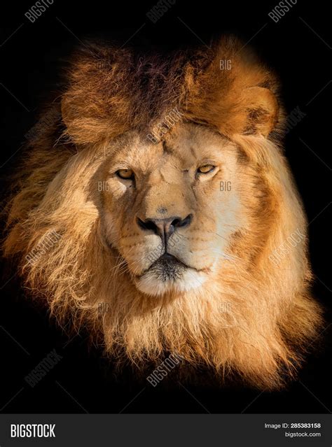 Portrait Lion On Black Image And Photo Free Trial Bigstock