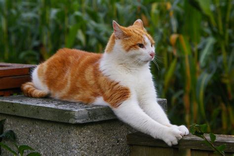 What Are Orange And White Cats Called