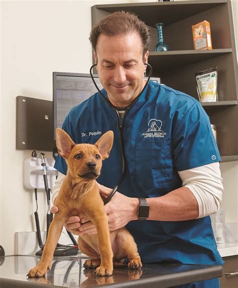 Comprehensive Physical Exam – Veterinarians in Surprise, AZ | Animal