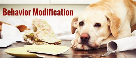 Anger control training), moral discussions. dog_behavior_modification_nj - Hanlon's K9 | NJ Dog ...