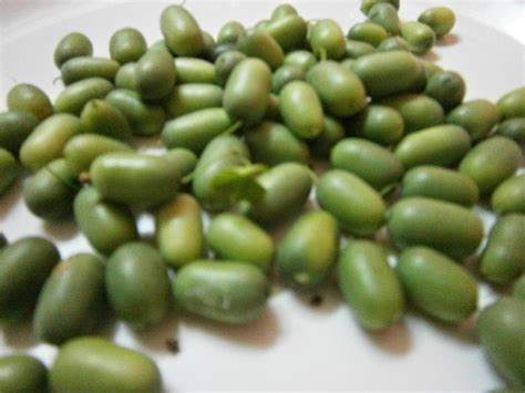 Check spelling or type a new query. TIMUN TIKUS | Pena Ilham Hatiku