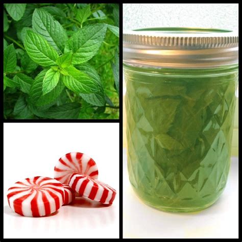 Baker Blends Of Life Diy Peppermint Extract