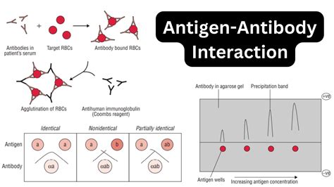 Antigen Antibody Interaction Definition Types Examples Properties