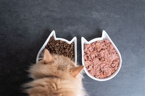 Wet Vs Dry Food For Cats Which Do Vets Recommend Askvet