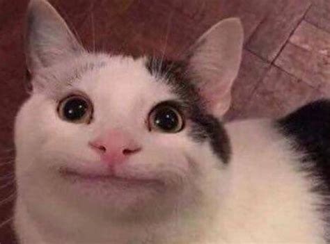 See more ideas about reactions meme, meme faces, current mood meme. Polite cat Blank Template - Imgflip