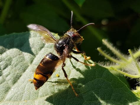 Deadly Asian Hornet Invasion Hits Uk As Warning Issued After 10 Attacks Stay Vigilant