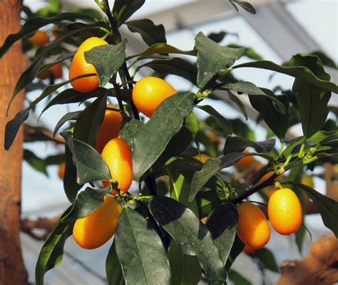 Calamondin Orange Longwood Gardens Conservatory Img4106 Flickr
