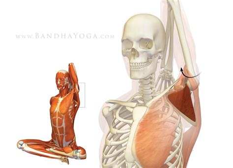 Shoulder Biomechanics Part I The Subscapularis Muscle Subscapularis