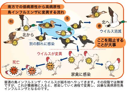 リヴァイ・アッカーマン (levi ackermann)は進撃の巨人に登場する架空の人物。 調査兵団の兵士長。人類最強の兵士として知られ、その実力は1人で1個旅団並の戦力とも噂される。 冷徹かつ無愛想。現実主義で口調も辛辣。 Images of 鳥インフルエンザ - JapaneseClass.jp