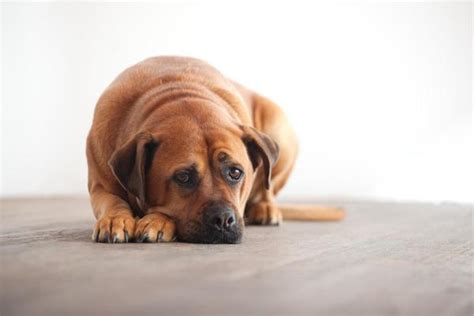 Como Saber Se O Cachorro Está Triste 7 Atitudes De Um Cachorro Triste