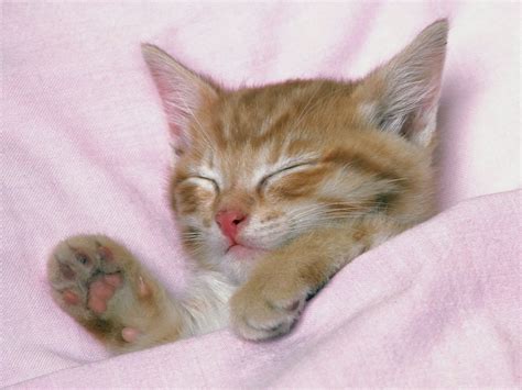 Sleeping Cat Wallpaper Cute On Pc Beautiful Desktop Wallpapers 2014