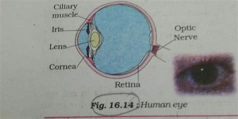 Diagram Of Human Eye With Lable Class 8