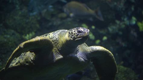 Green Sea Turtle · Tennessee Aquarium