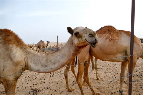 Free Images Wildlife Fauna Vertebrate Vicuna Camel Like Mammal