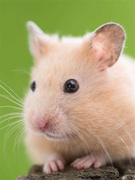 Complete Guide To Caring For A Teddy Bear Syrian Hamster A Few Good