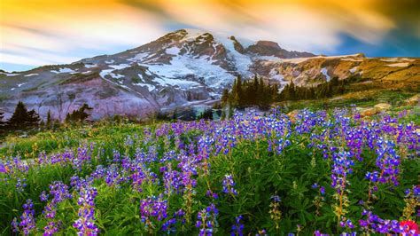 Beautiful Spring Landscape Nature Flowers Mountain Snow Mountain Paradise On Earth Mount Rainier