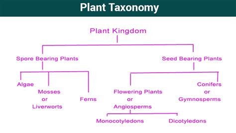 What Is Taxonomy Examples Levels And Classification Byju S