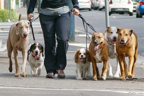 Stonnington Urbs Dog Walking South Yarra